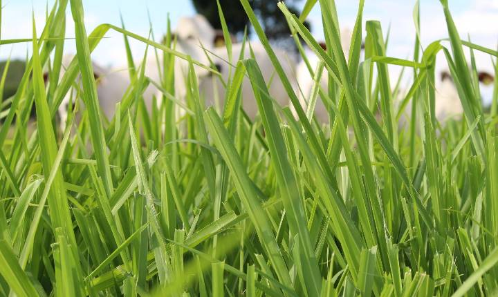 Pasto verde não é sinônimo de dieta equilibrada para a recria