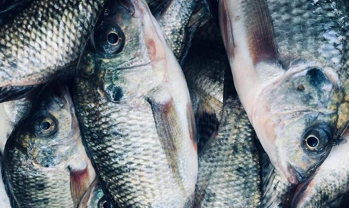 PEIXE BR manifesta preocupação com proposta dos EUA de impor nova tarifa sobre produtos brasileiros
