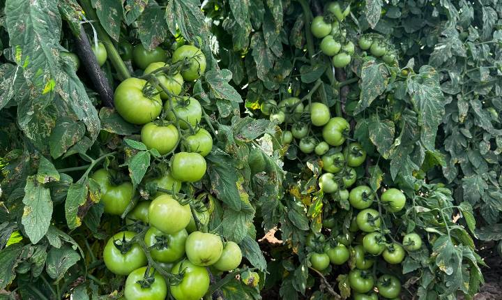 Período chuvoso desafia tomaticultores e exige híbridos mais tolerantes e adaptados no campo