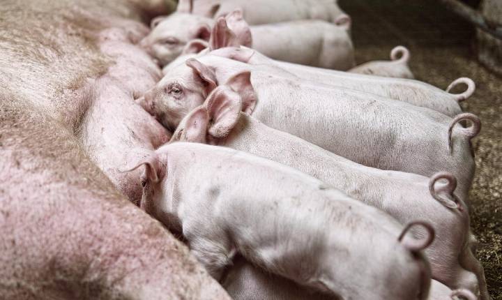 Peso ao desmame dita a nova rentabilidade da suinocultura