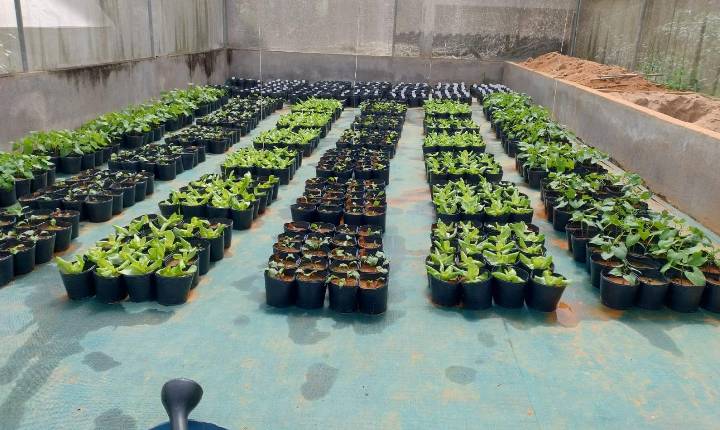 Pesquisa brasileira iniciada nos anos 1990 abriu caminho para uso agrícola de silicatos