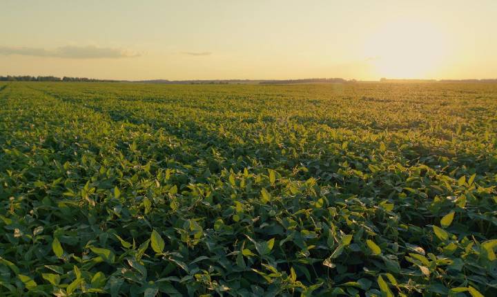 Planejamento e manejo fitossanitário são fundamentais para a sustentabilidade e o sucesso da produção agrícola
