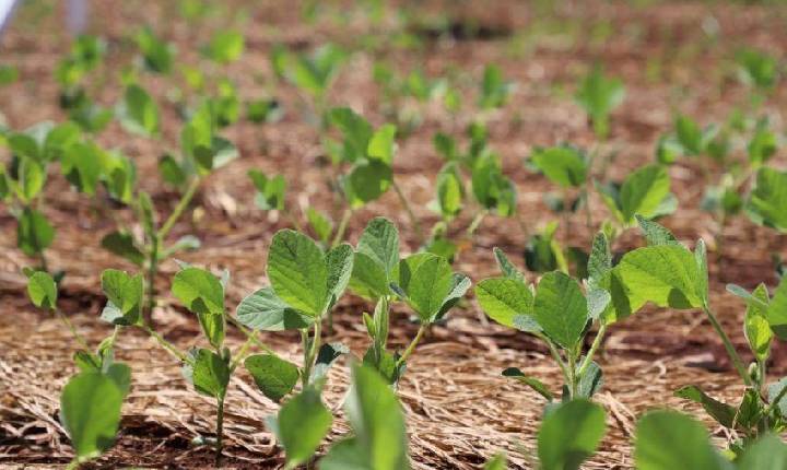 Plots agrícolas reúnem tecnologia, pesquisa e experiências imersivas na Tecnoshow COMIGO