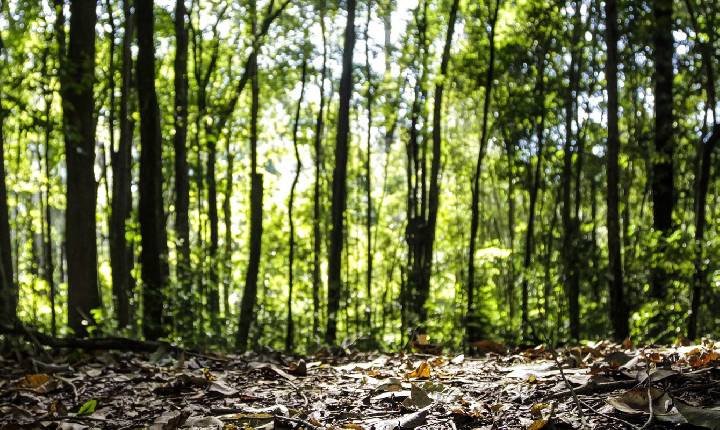 Produção florestal no país alcança recorde de R$ 47,9 bilhões em 2025