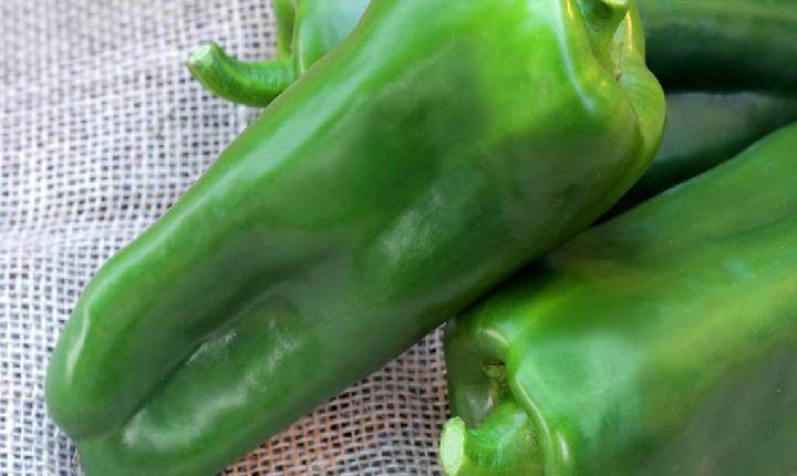 Produzir mais não basta para garantir rentabilidade no cultivo de pimentão