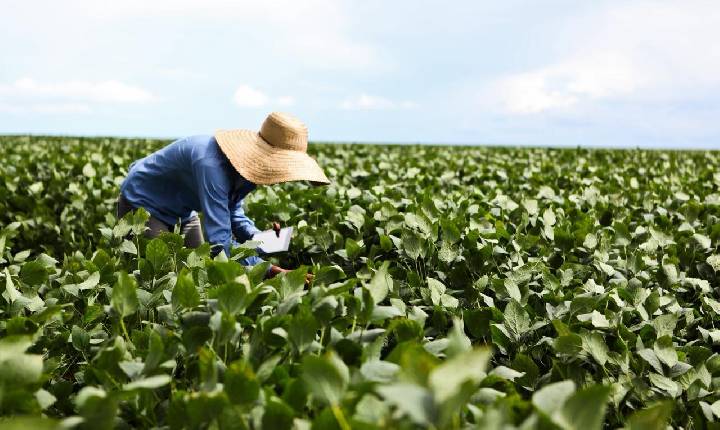Projeto piloto desenvolve métricas para agricultura regenerativa na soja