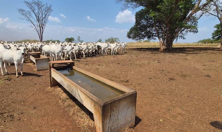 Qualidade da água impacta produtividade na pecuária