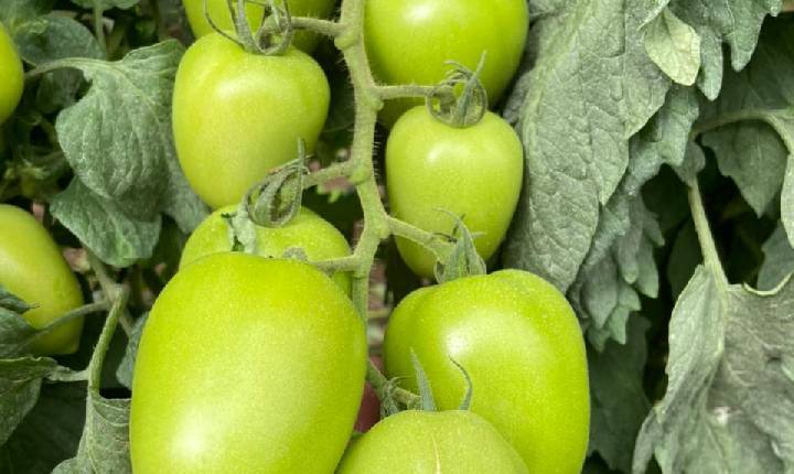 Qualidade do fruto define quanto da produção de tomate chega ao mercado