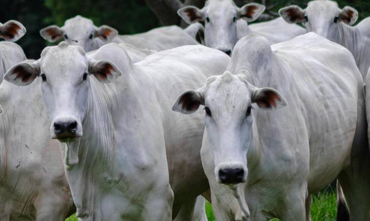 Rastreabilidade amplia competitividade da pecuária brasileira e fortalece posicionamento do produtor no mercado