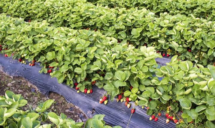 Safra de morango avança em 2026, mas exige atenção redobrada ao pulgão-da-raiz