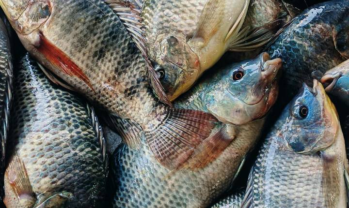 São Paulo e Pernambuco adotam medidas que fortalecem a produção brasileira de tilápia frente às importações