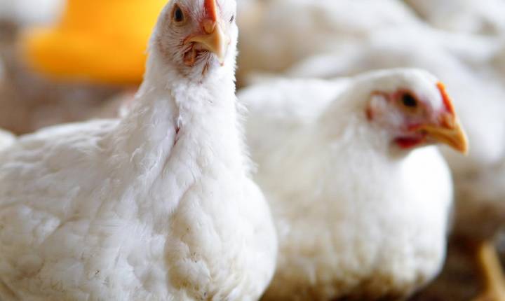 Saúde intestinal exige monitoramento e biosseguridade para reduzir perdas na avicultura