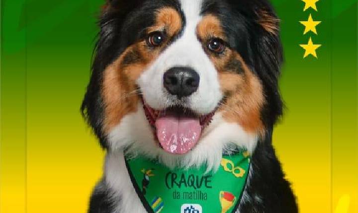 Seleção de quatro patas: cães ganham posições em campo e álbum de figurinhas da Copa