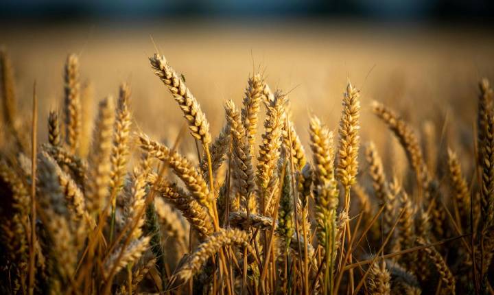 Sindustrigo alerta para pressão sobre preços do trigo com queda da safra e cenário internacional adverso
