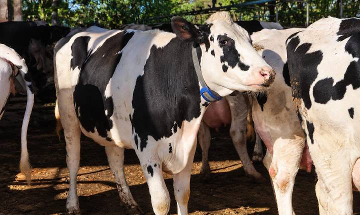 Taxa de prenhez chega a 32% em fazenda leiteira após adoção de monitoramento inteligente