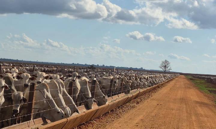 Tecnologia para gestão nutricional e operacional do rebanho reduz perdas e impulsiona a rentabilidade da fazenda