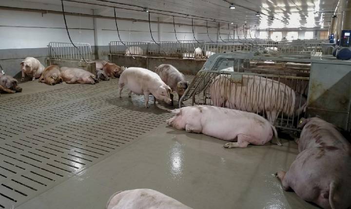 Topigs Norsvin é a primeira empresa de genética suína no Brasil a conquistar certificação Ouro em Bem-Estar Animal Único
