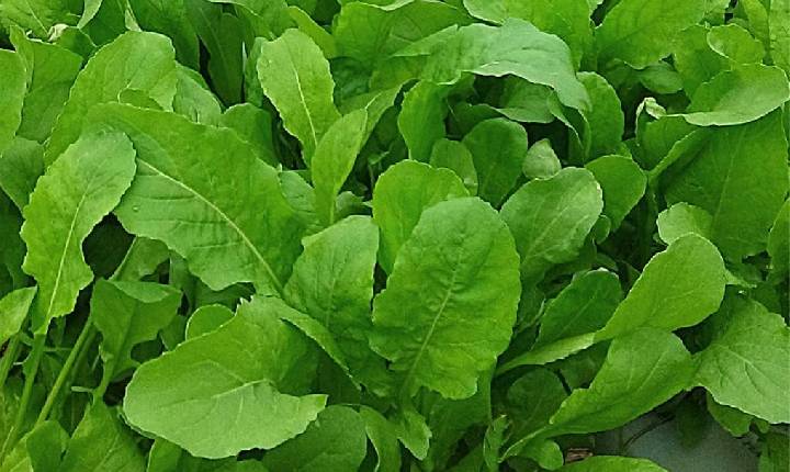 Topseed lança variedade de rúcula na 31ª edição da Hortitec