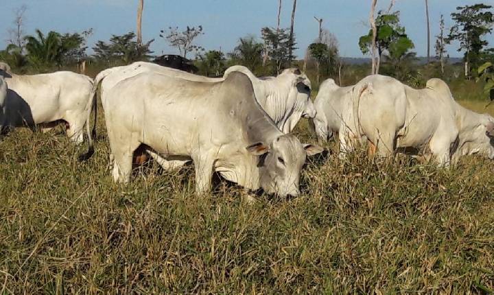 Transição águas-seca exige planejamento e suplementação nutricional para o gado