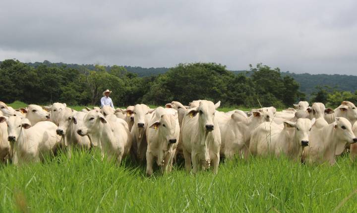 Uso de inteligência artificial pode impulsionar produtividade da pecuária brasileira