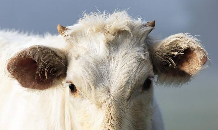 Vacinação bovina com manejo individual favorece o bem-estar animal e humano, reduz perdas e aumenta a eficiência produtiva