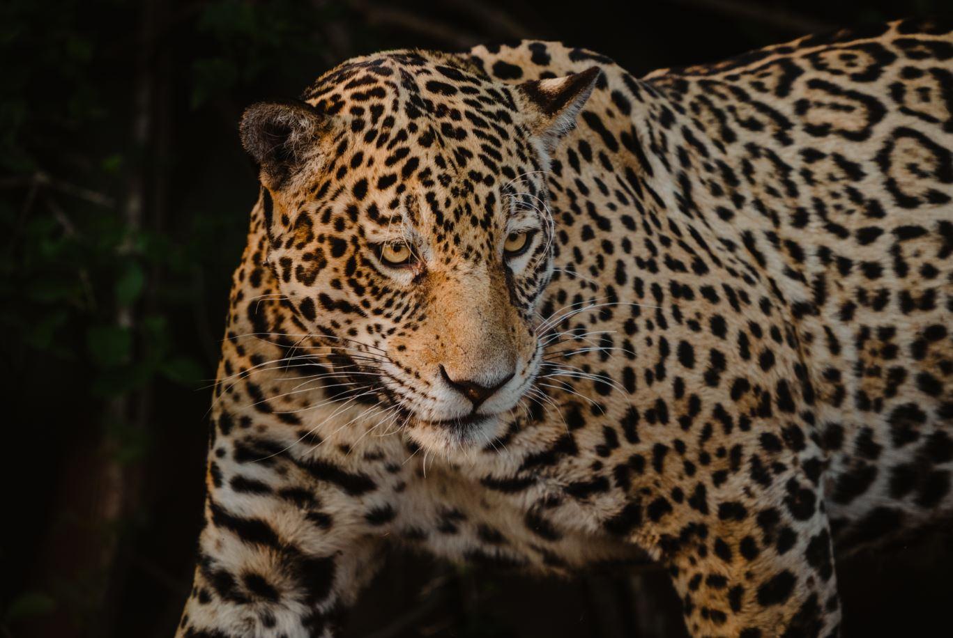 Refúgio ecológico no Pantanal é um dos melhores hotéis do mundo, segundo revista norte-americana