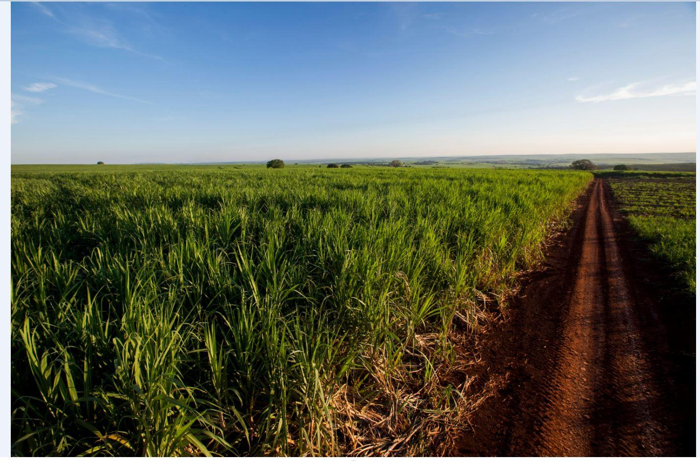 IA auxilia na identificação de mamona, corda-de-viola e mucuna-preta no cultivo de cana-de-açúcar