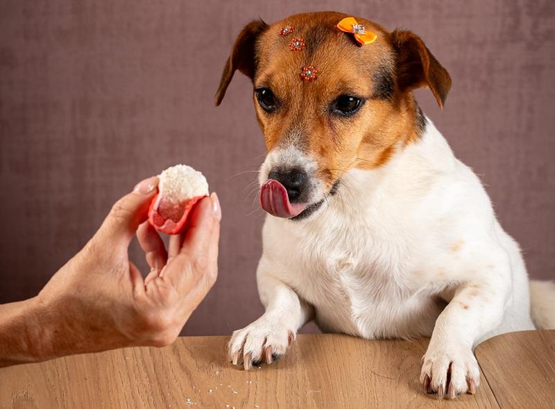 “Beijoto do Cheff”: refeição para pets é atrativo na Praia Brava de Itajaí, no litoral catarinense