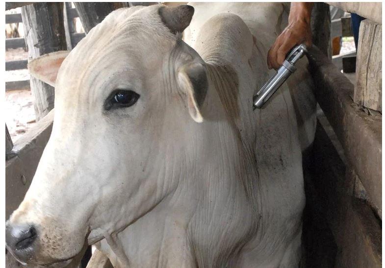 Brasil livre da febre aftosa traz desafios para a defesa agropecuária, avalia Anffa Sindical