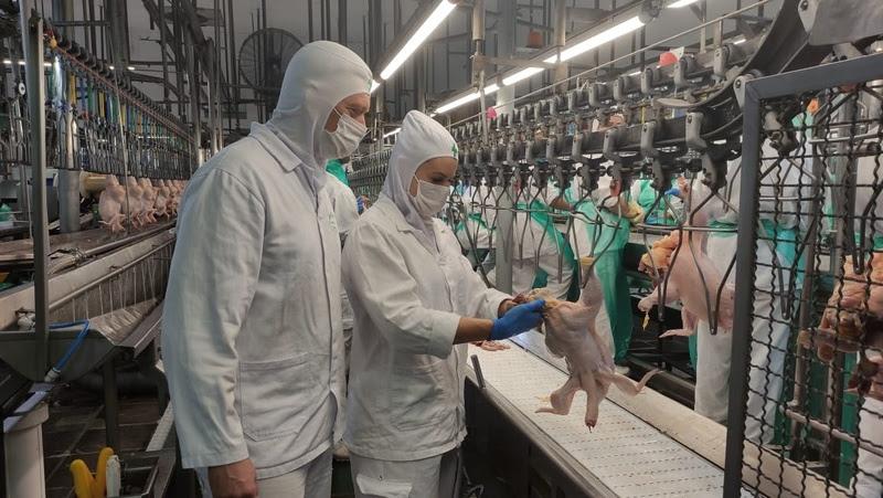 Apreensão de 18,8 toneladas de carne de frango por suspeita de gripe aviária reforça riscos da privatização da inspeção, alerta Anffa Sindical