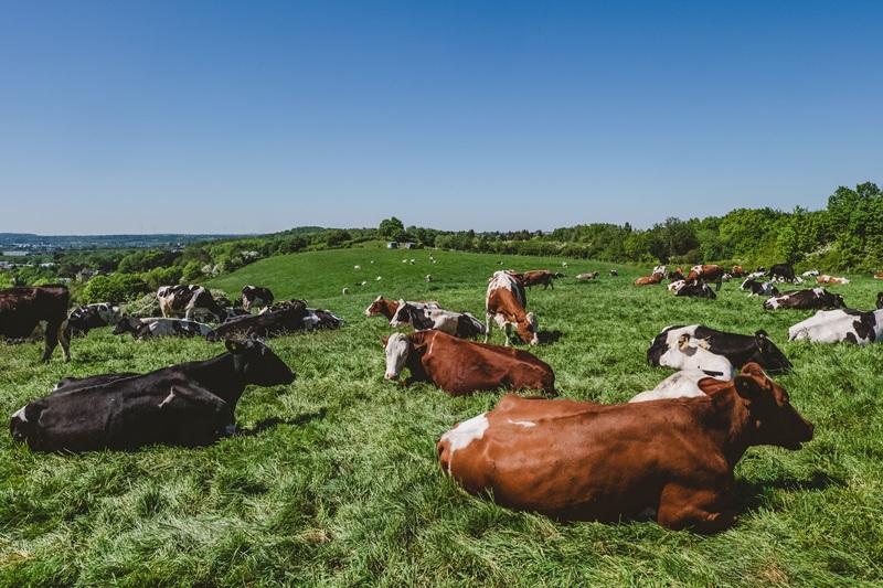 Brasil mira novos mercados para ampliar exportações de carne bovina; especialista avalia impacto das tarifas impostas pelos EUA ao setor