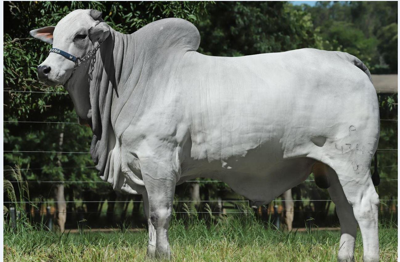 Exposição de raças bovinas na Feicorte apresentará diversidade e excelência genética da pecuária nacional