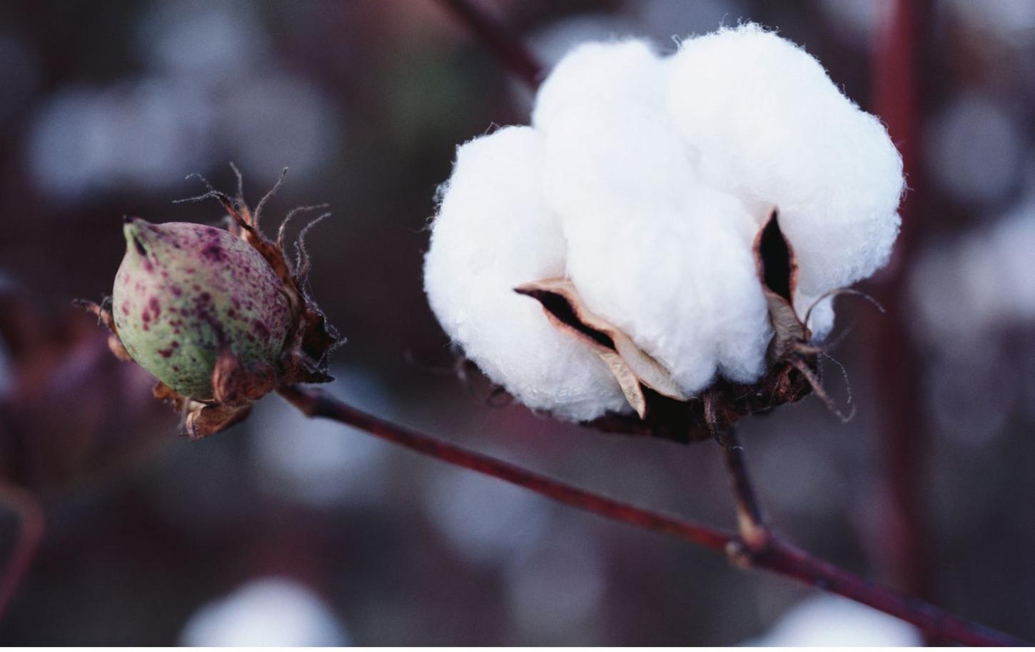 Safra brasileira de algodão 2024/25 cai para 3,85 mi t após perdas na Bahia causadas pelo clima