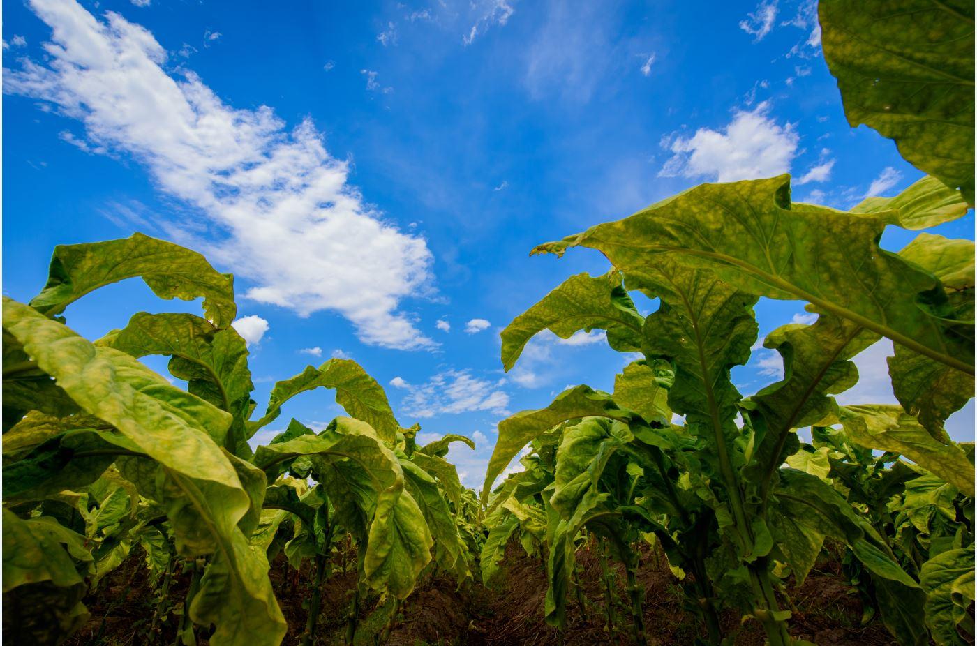 Tabaco lidera crescimento do agro brasileiro no PIB