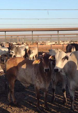 Uso de dados e acompanhamento técnico no protocolo de entrada elevam padrão sanitário e de bem-estar animal em confinamentos