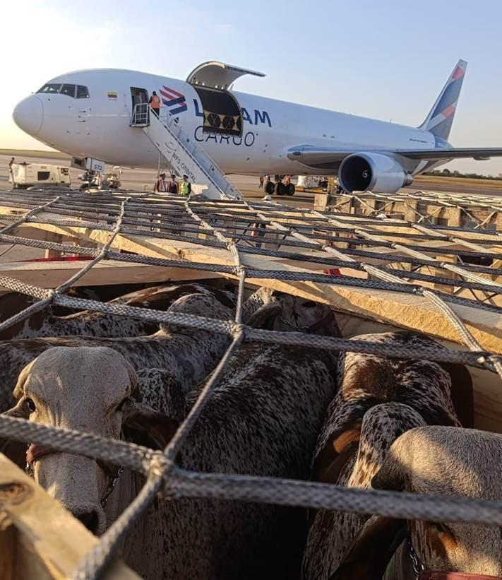 LATAM Cargo transporta mais de 100 bovinos entre Campinas (SP) e Quito, no Equador