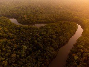 Rumo à COP30, Agropalma reafirma décadas de compromisso com a conservação da floresta amazônica