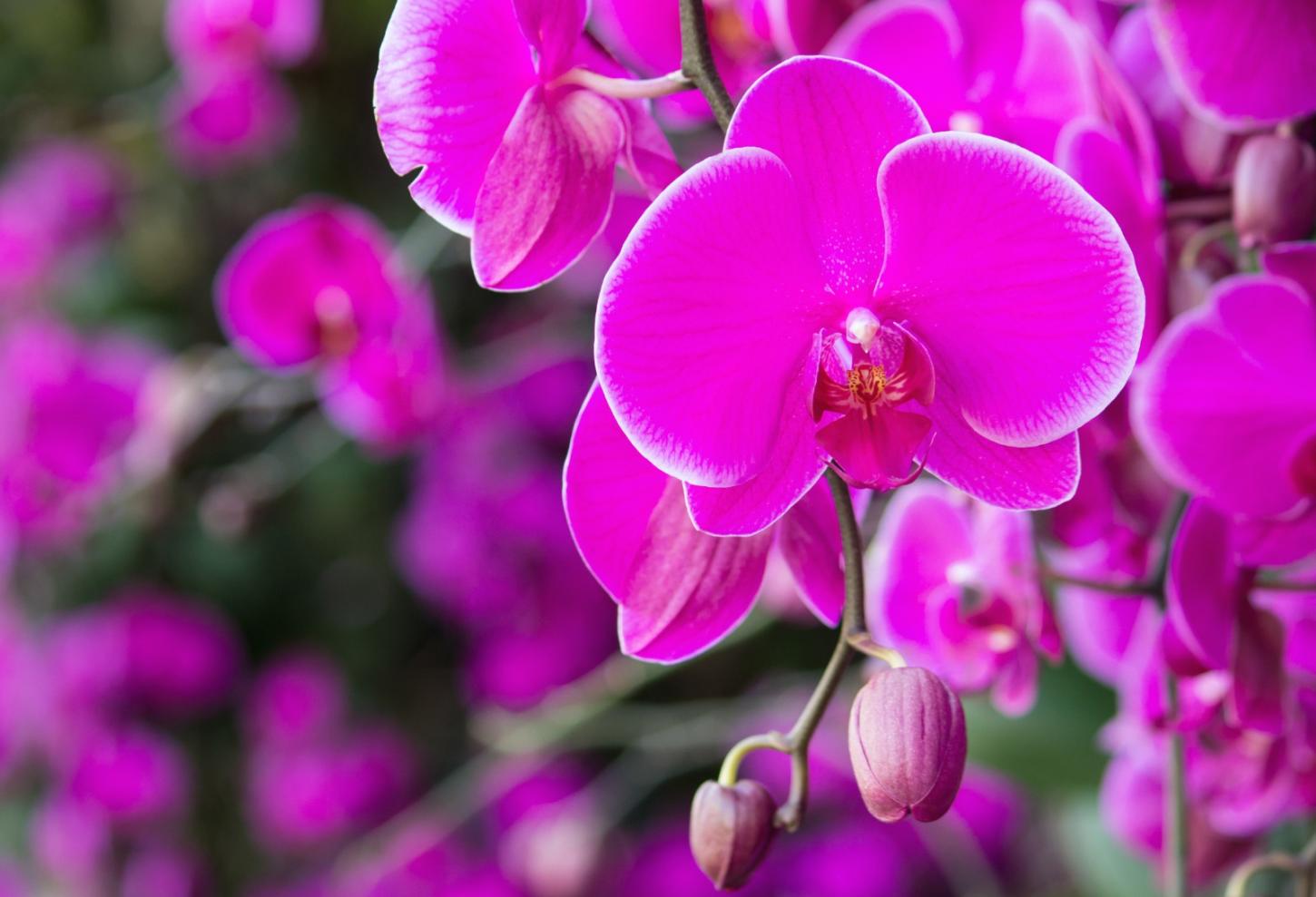 Tijucas celebra a chegada da primavera com exposição de orquídeas e suculentas