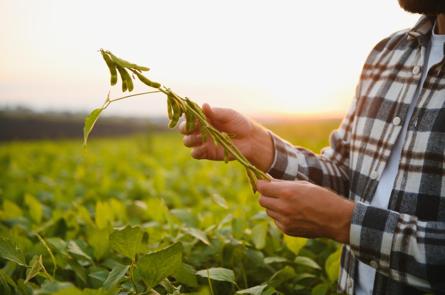 Alta eficácia no campo: IHARA lança fungicida sistêmico que proporciona maior controle da mancha-alvo e aumenta o rendimento da lavoura de soja