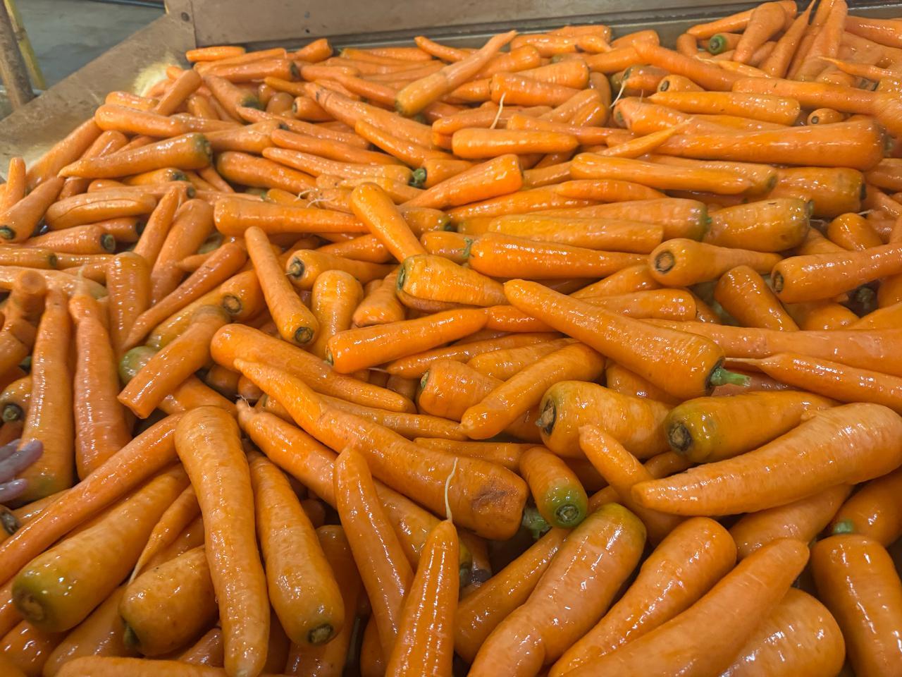 Híbrido fortalece a rentabilidade do cultivo de cenouras no Brasil