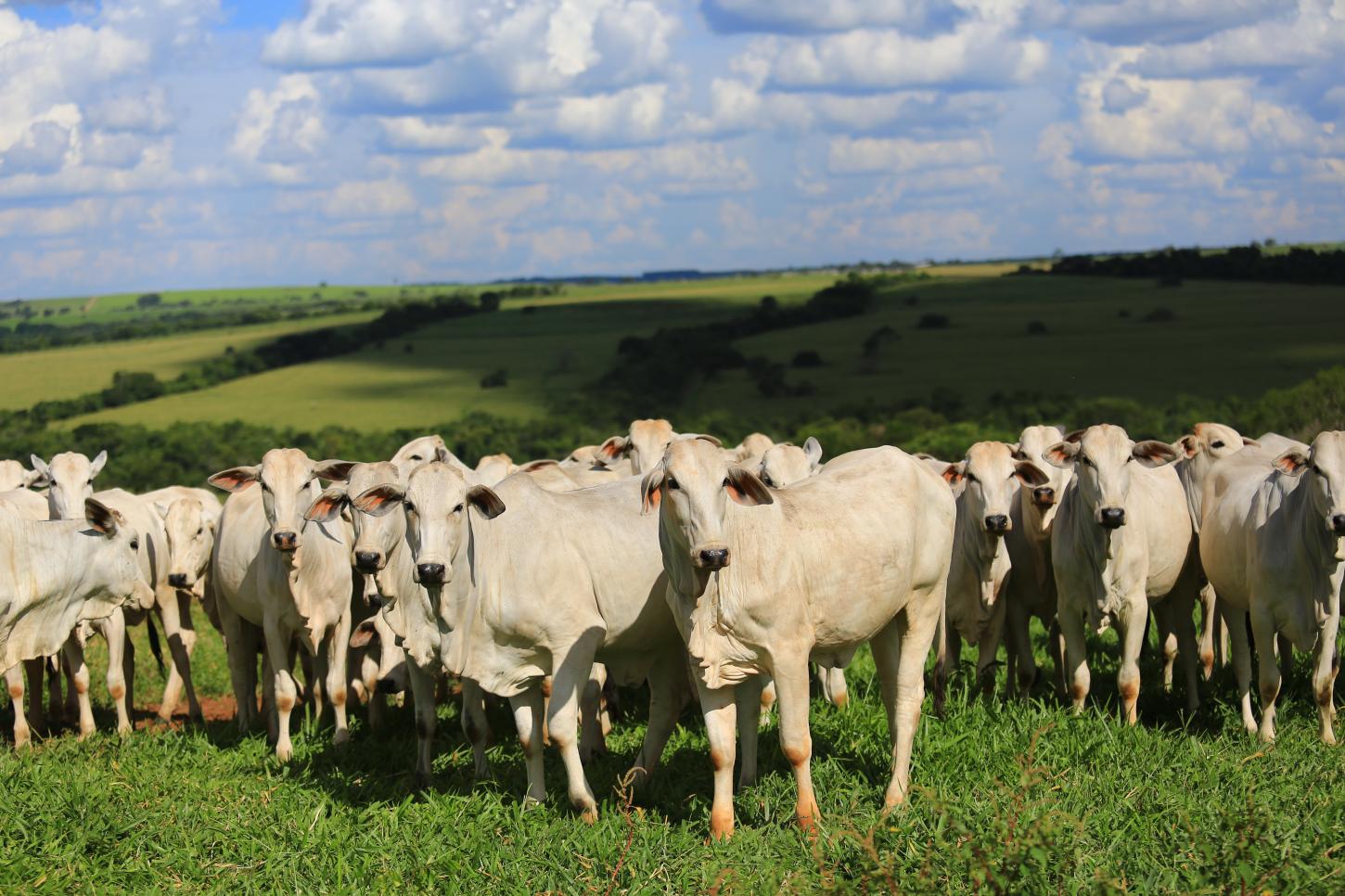 Planejamento nutricional de matrizes garante melhores resultados na estação de monta