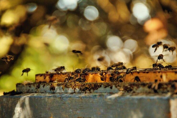 Diálogo é chave para fortalecer a convivência entre agricultura e apicultura
