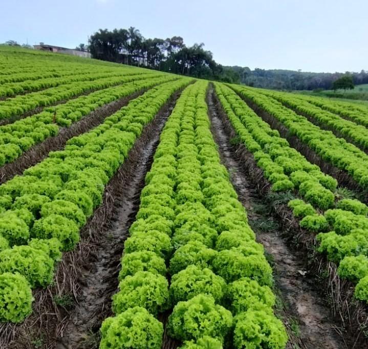 Pesquisa e melhoramento ampliam desempenho das alfaces cultivadas no Brasil