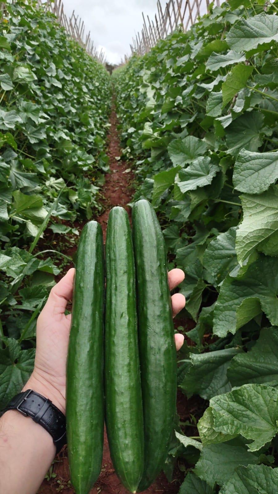 Produtividade e tolerância a doenças elevam o padrão das lavouras de pepinos no Brasil
