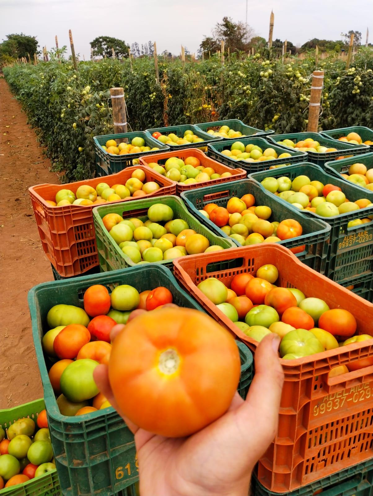 Arquitetura compacta, bom pegamento e uniformidade dos frutos impulsionam a produtividade do tomate