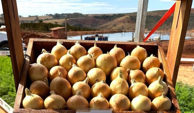 Variedade precoce e de alto desempenho amplia a eficiência no cultivo de cebola