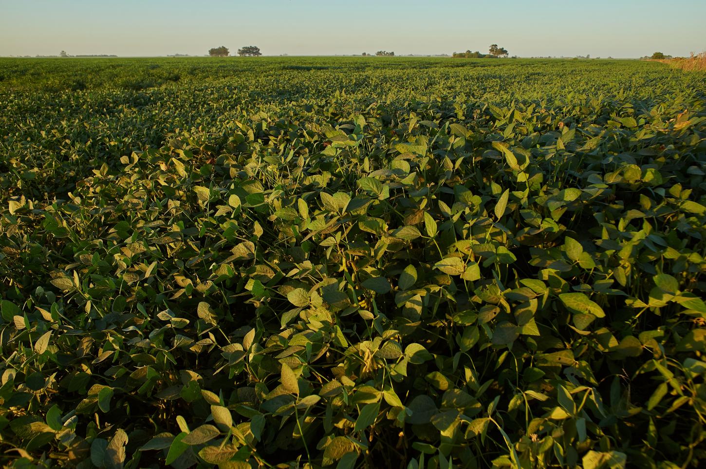 Anvisa registra melhor resultado da história no controle de resíduos de defensivos agrícolas em alimentos