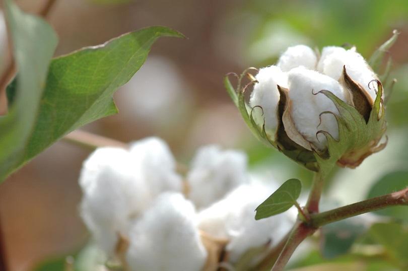 Exportações de algodão batem recorde histórico em 2025 e consolidam liderança do Brasil no comércio internacional