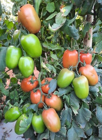 Tomate saladete ganha força no campo brasileiro com foco em qualidade e resistência
