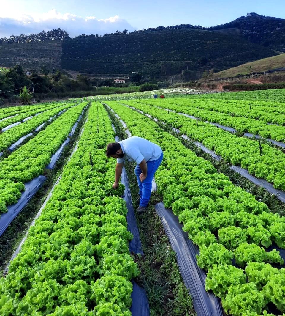 Calor, chuvas intensas e perda de padrão desafiam o cultivo de alface ao longo do ano